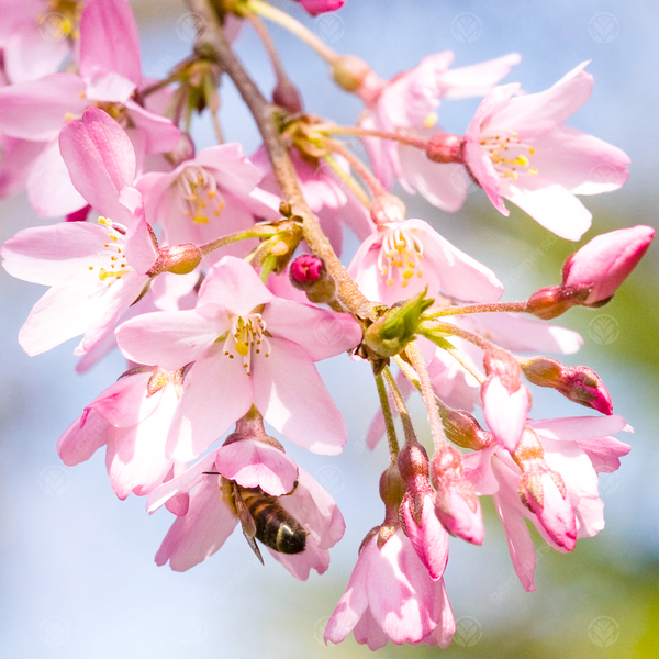Prunus 'Pendula Rubra'
