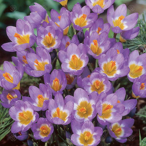 Crocus sieberi subsp. sublimis 'Tricolor'