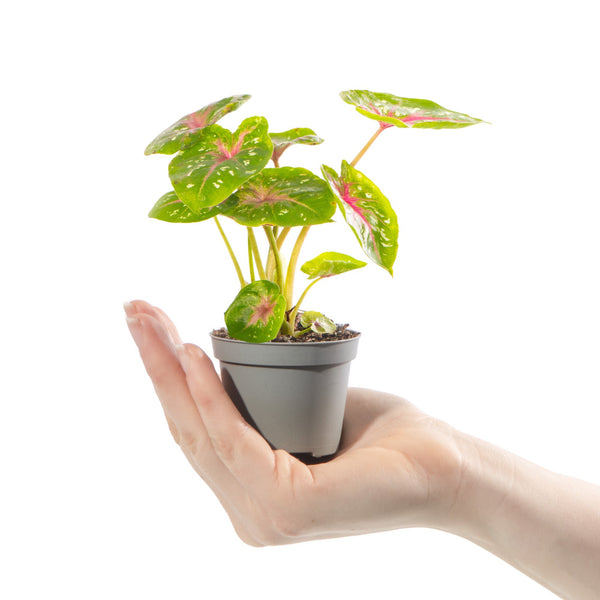 Baby Caladium 'Casey'