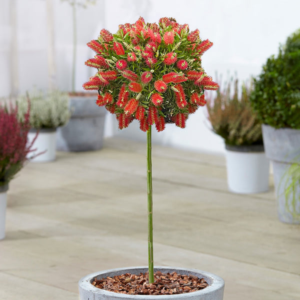 Callistemon 'Inferno' Patio Tree