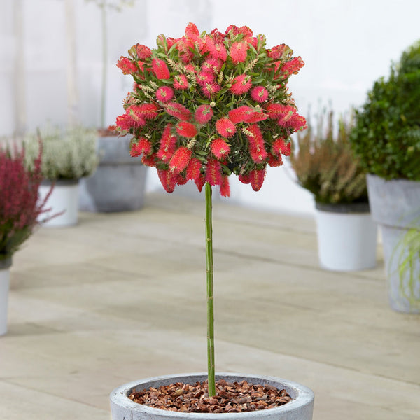 Callistemon laevis Patio Tree