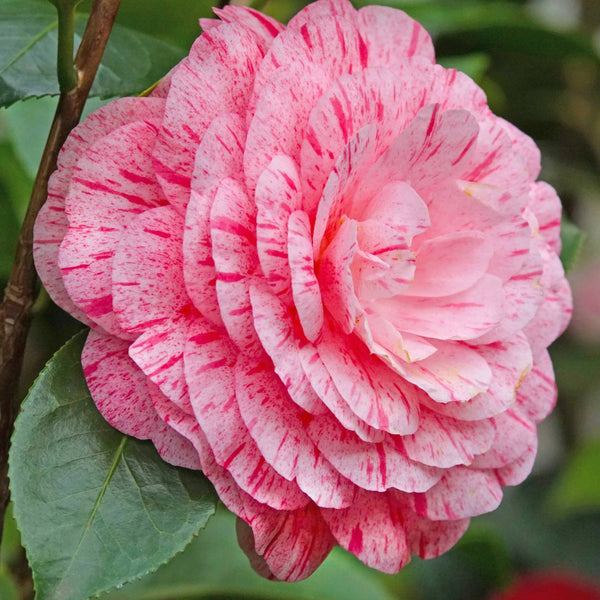 Camellia japonica 'William Bartlett'