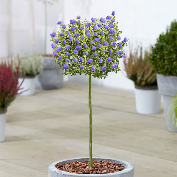 Ceanothus 'Puget Blue' Patio Tree
