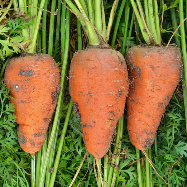 Mini Carrot Plants