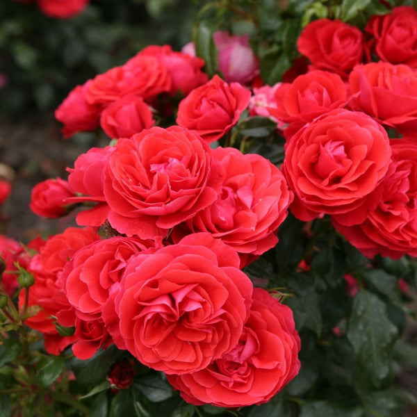 'Cherry Girl' Floribunda Rose