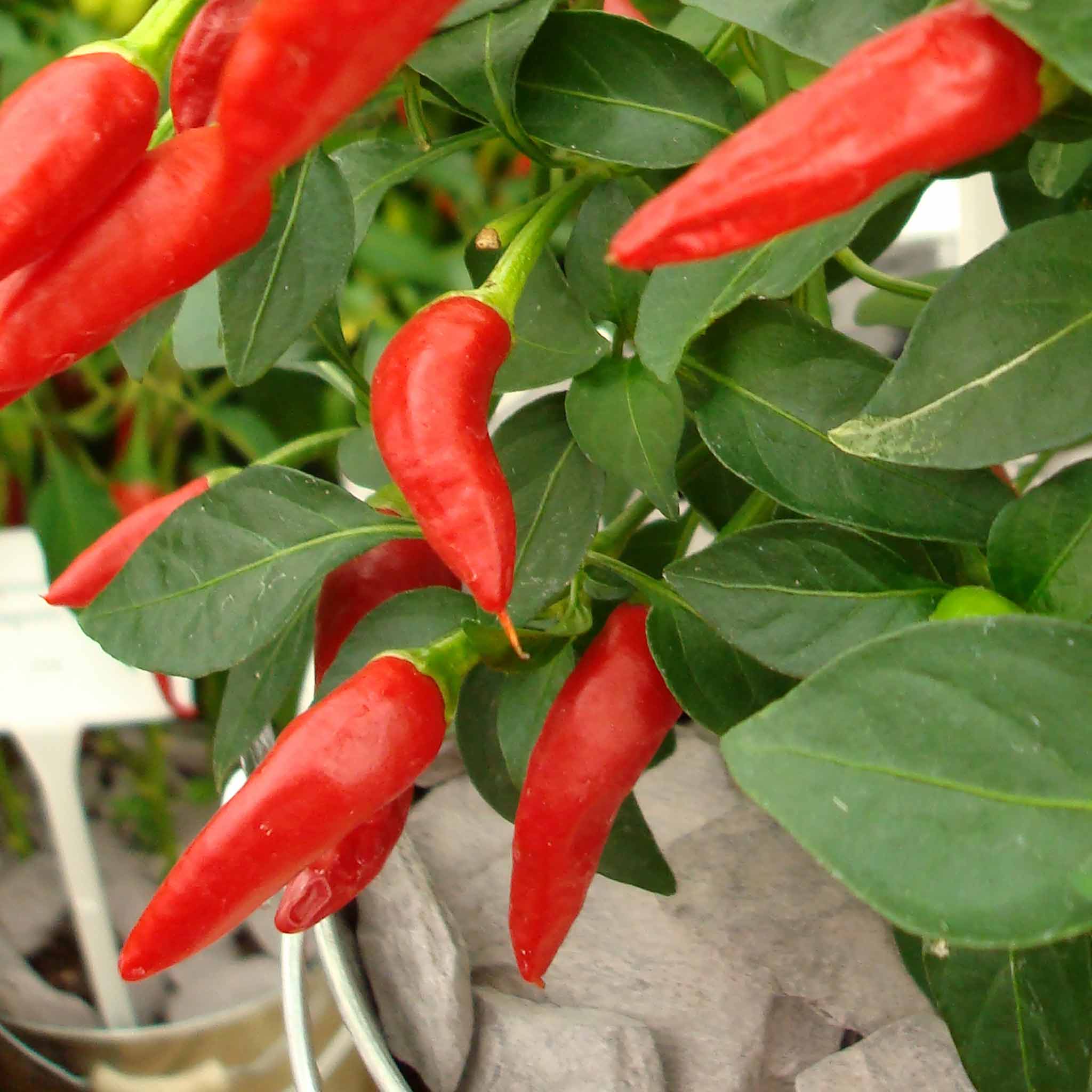 Chilli Plant 'Apache' – Plantroops United Kingdom