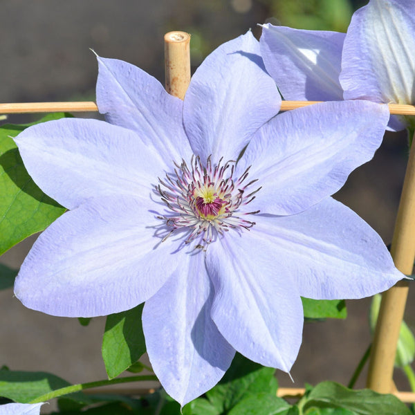 Clematis Boulevard Bernadine Plants
