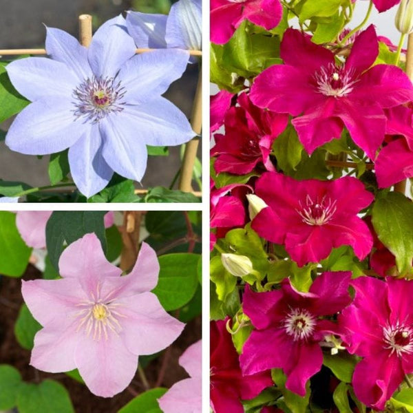Clematis Boulevard Collection Plants