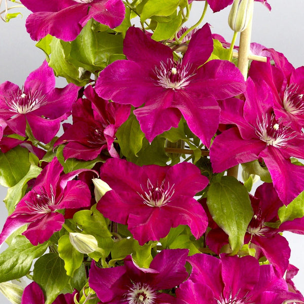 Clematis Boulevard Daiyu Plants