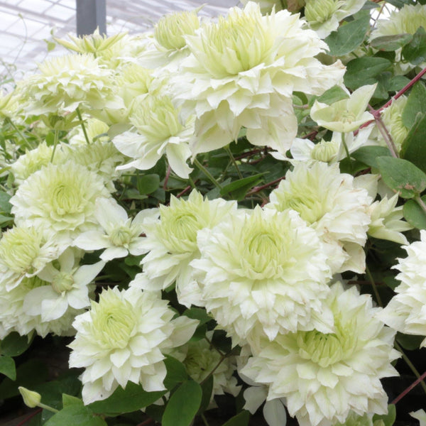 Clematis Manju Plants
