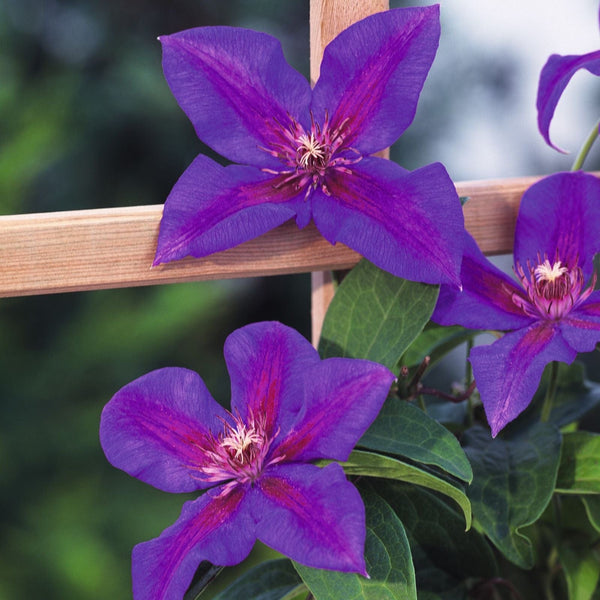 Clematis Mrs N Thompson Plants
