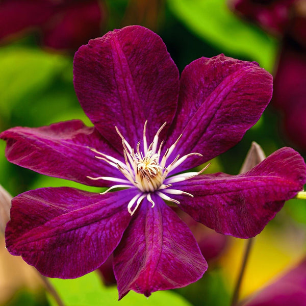 Clematis Rouge Cardinal Plants