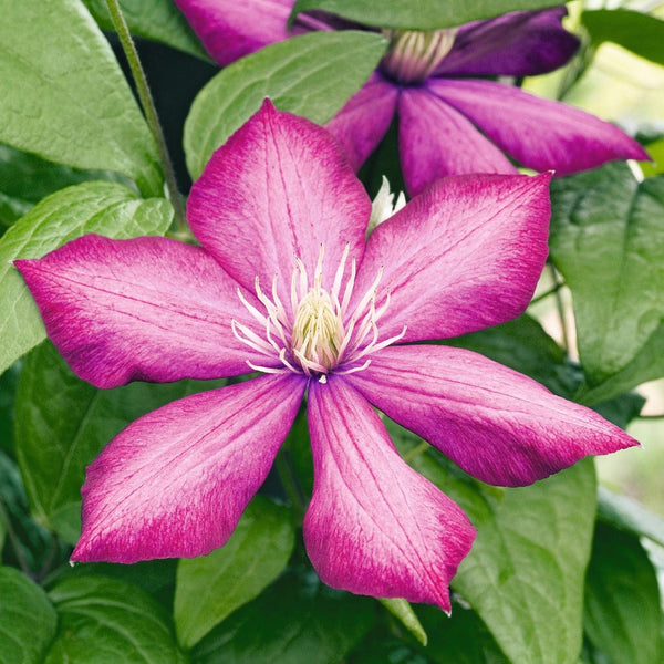 Clematis Ville De Lyon Plants