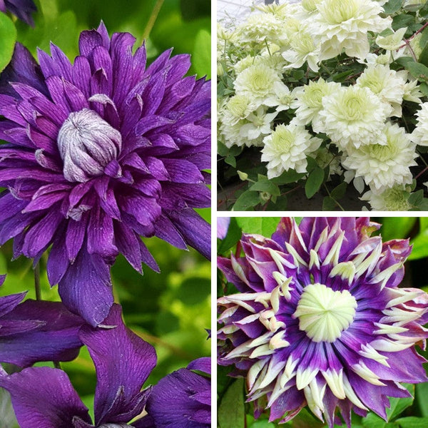 Clematis Double Flower Plants Collection