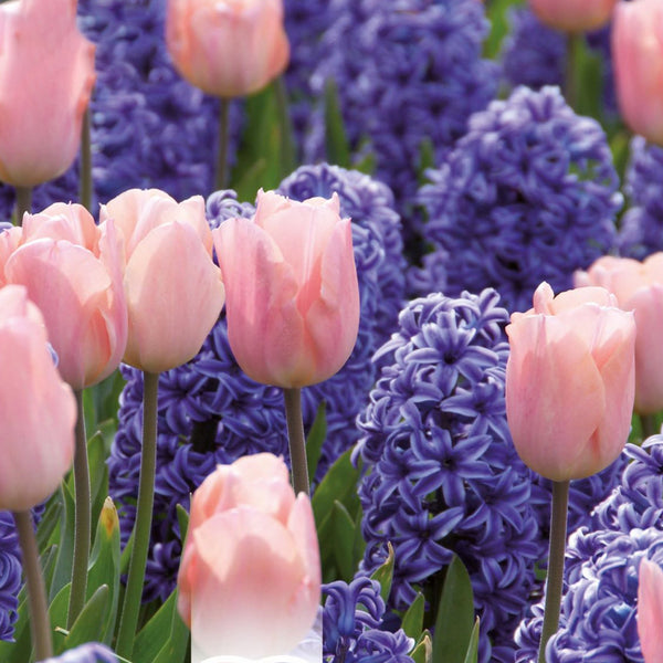 Hyacinth & Tulip Garden Mix - Pink