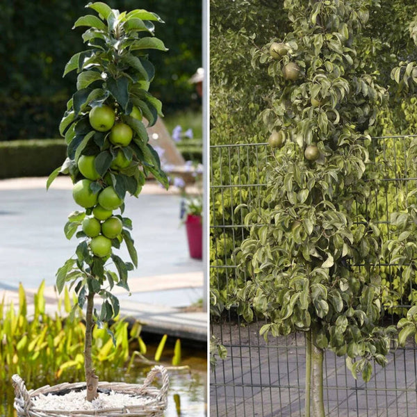 Cordon Apple and Pear Trees | Perfect Partners