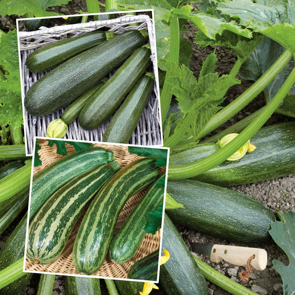 Courgette Plant Tasty Duo