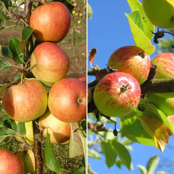 Cross Pollinating Apple Trees | Perfect Partners