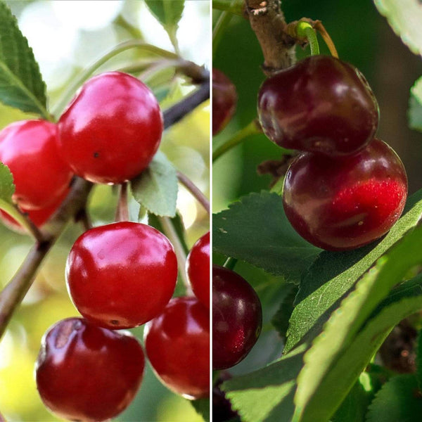 Cross Pollinating Cherry Trees | Perfect Partners