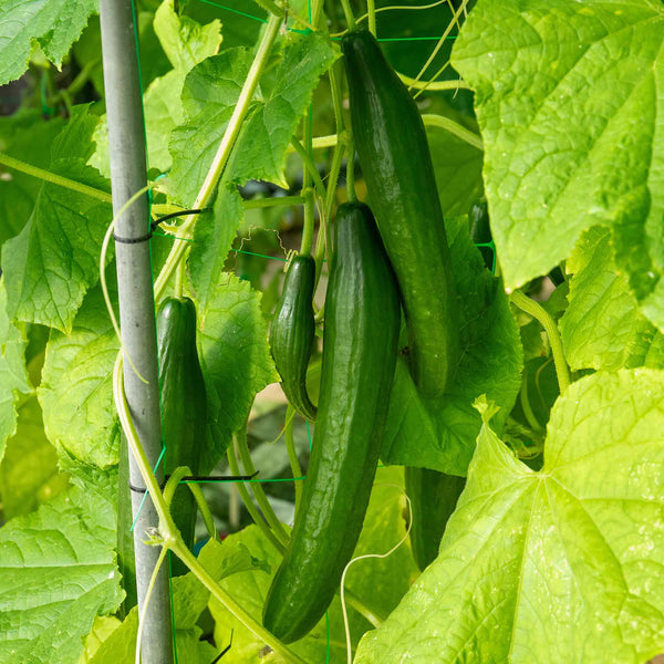 Cucumber Plant 'Burpless Tasty Green'