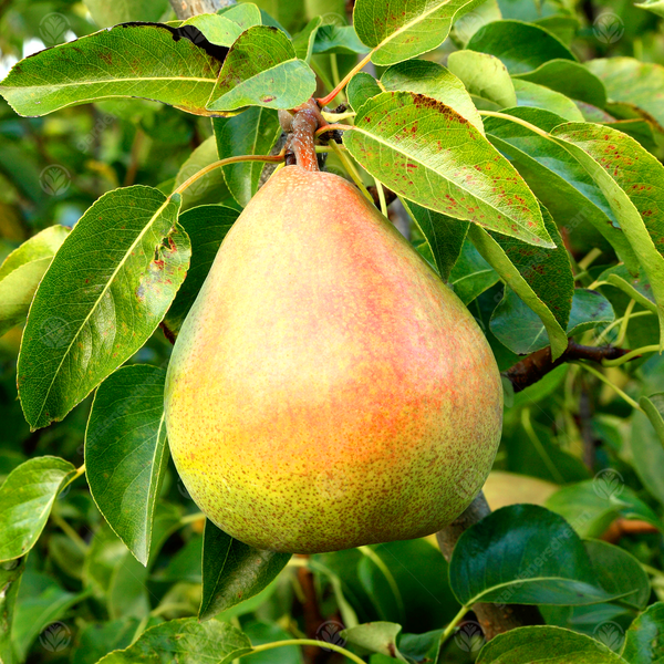 Pear 'Williams' Bon ChrÃ©tien'