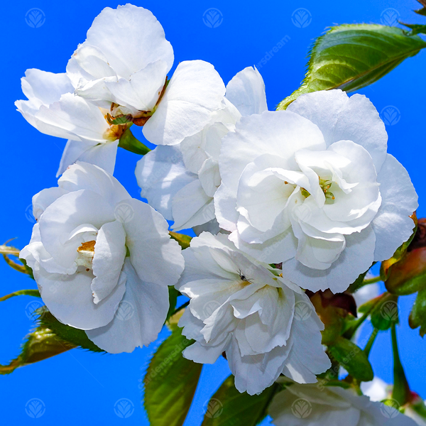 Prunus 'Plena'