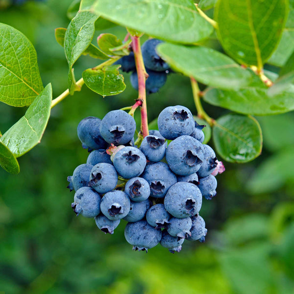 'Draper' Blueberry Bush