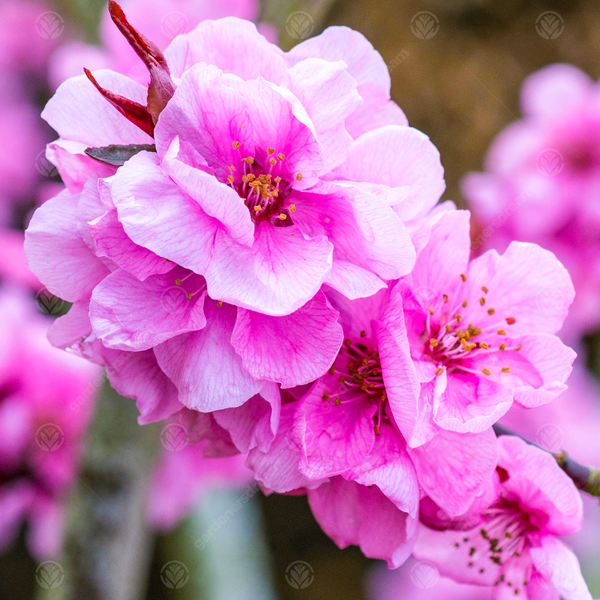 Prunus 'Spring Glow'