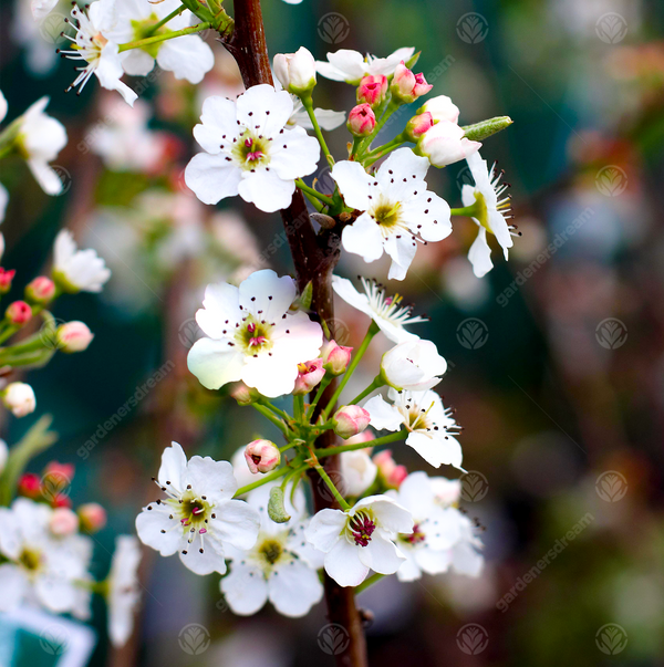 Pyrus 'Chanticleer'
