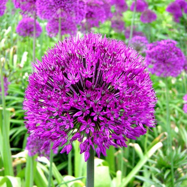 Allium hollandicum 'Purple Sensation'
