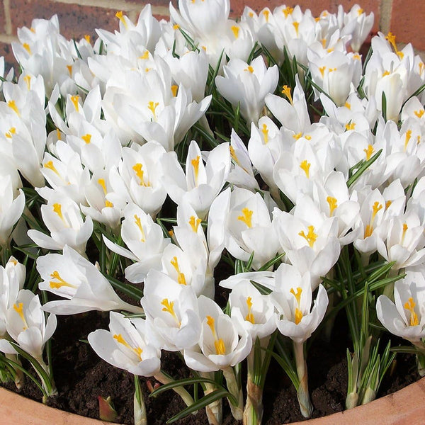 Crocus 'Jeanne d'Arc'