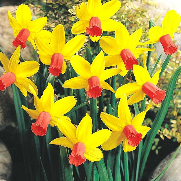 Narcissus 'Jetfire'