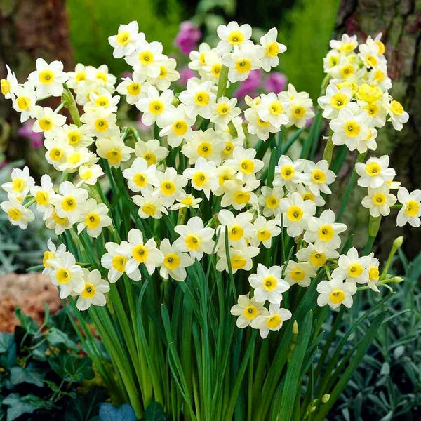 Narcissus 'Minnow'