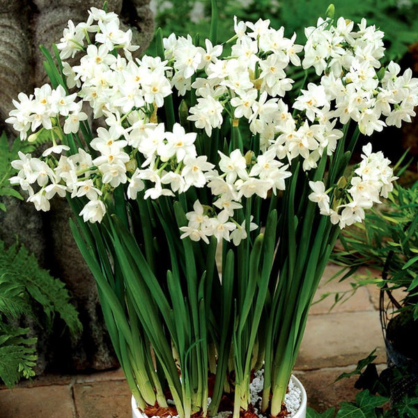 Narcissus tazetta 'Paperwhite'