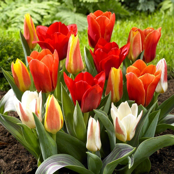 Tulip Garden Mix