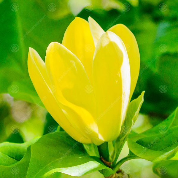 Magnolia 'Yellow Bird'