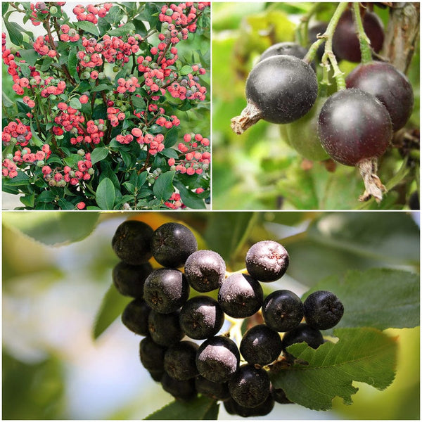 Unusual Berry Collection