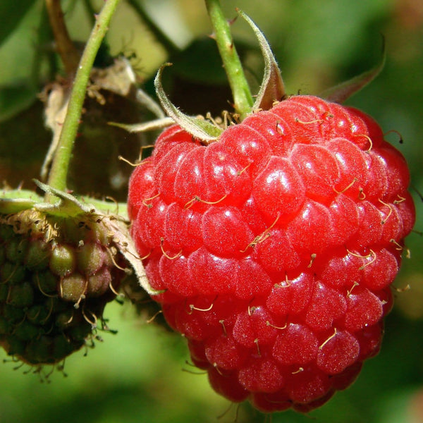 'Tulameen' Raspberry Plants