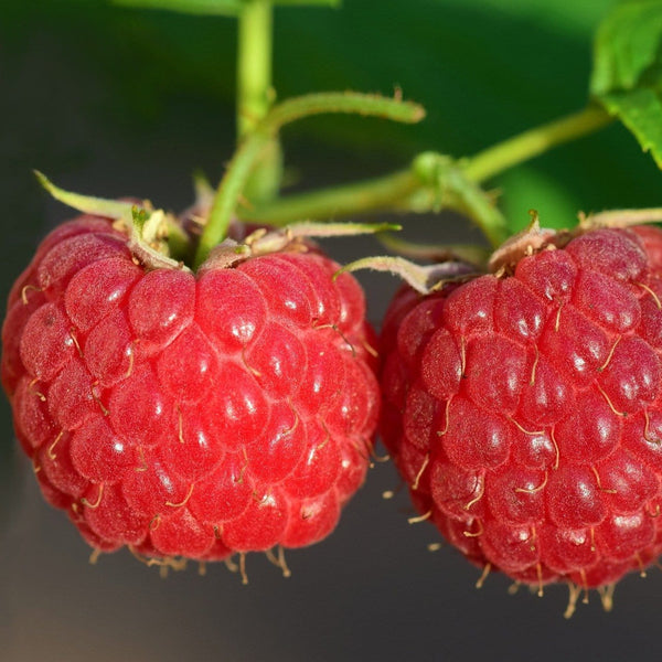 'Malling Leo' Raspberry Plants