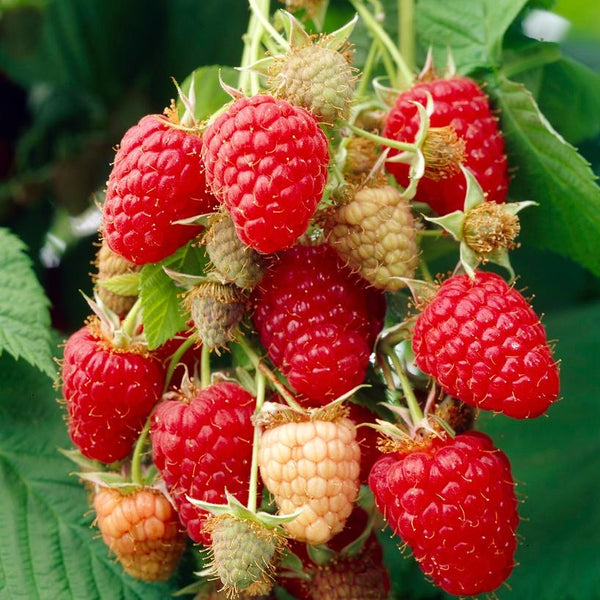 'Glen Prosen' Raspberry Plants
