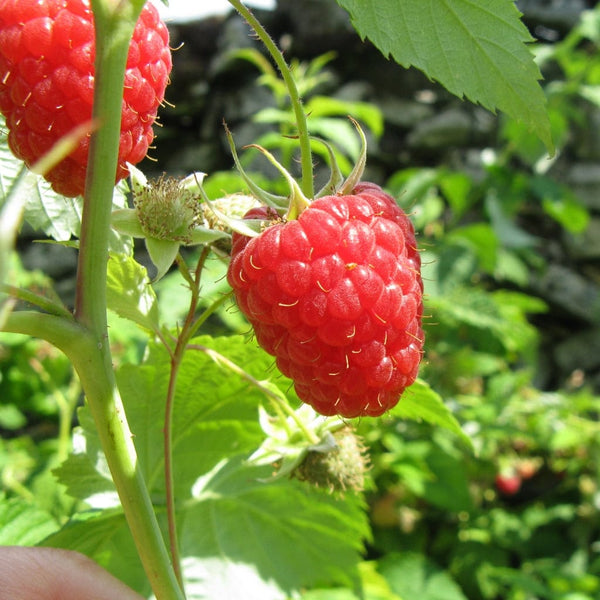 'Autumn Bliss' Raspberry Plants