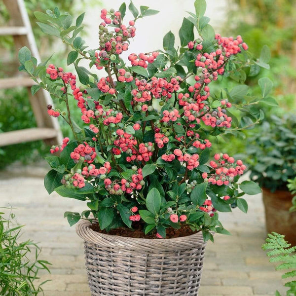 'Pink Lemonade' Blueberry Bush