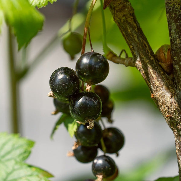 'Ben Lomond' Blackcurrant Bush