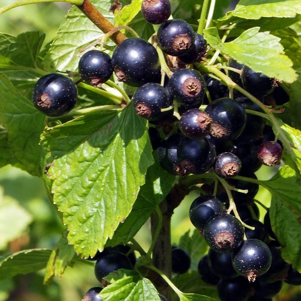 'Ben Connan' Blackcurrant Bush
