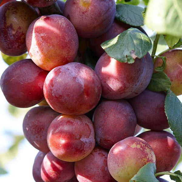 'Victoria' Plum Tree