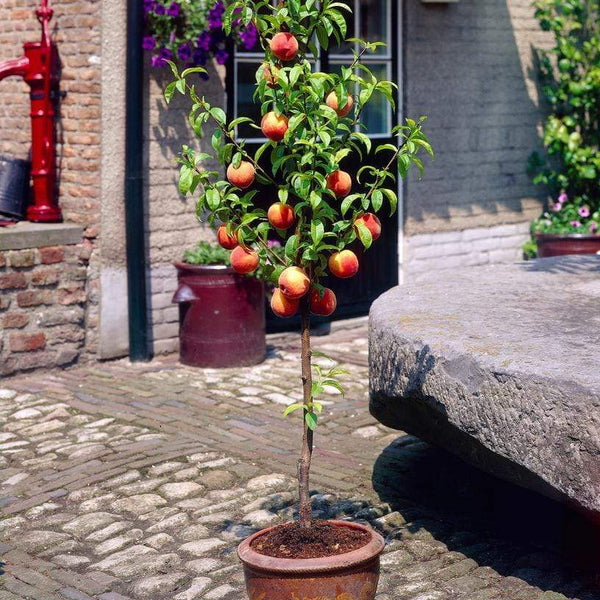 'Avalon Pride' Patio Peach Tree