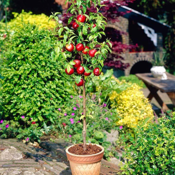 'Lord Napier' Nectarine Tree