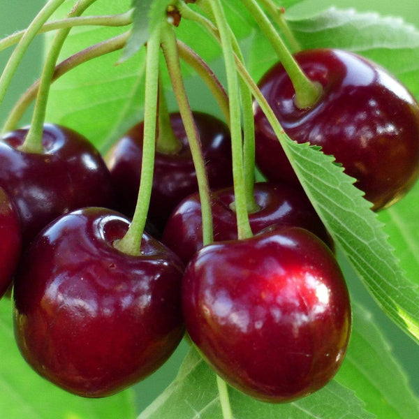 'Sunburst' Cherry Tree