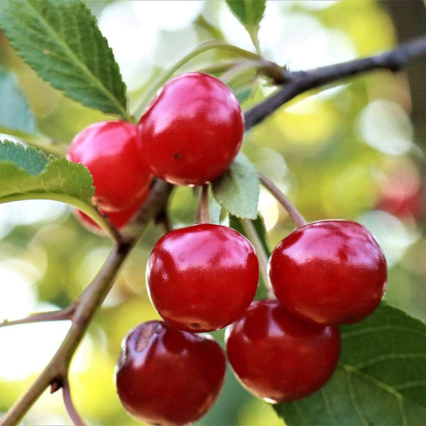 'Summer Sun' Cherry Tree