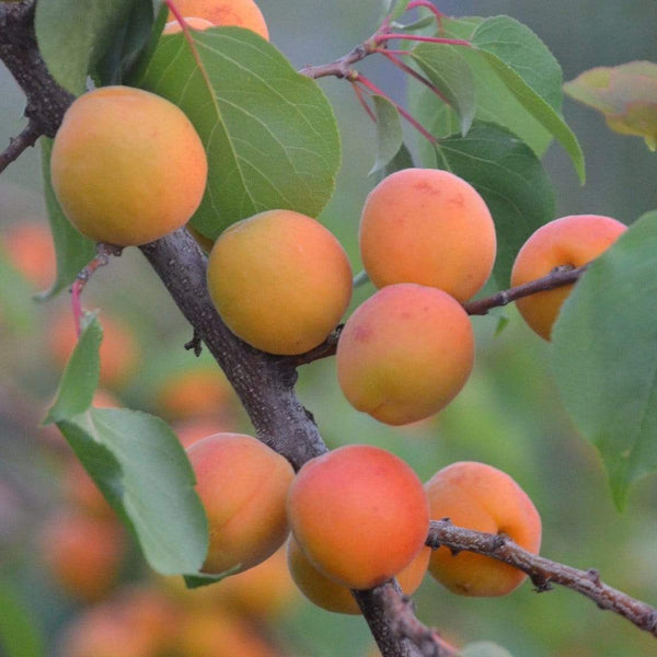 'Tomcot'® Apricot Tree